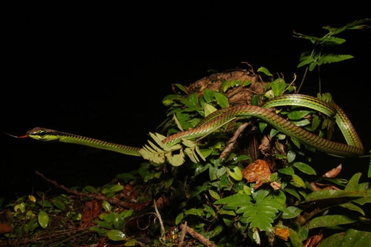 صورة Dendrelaphis formosus (F. Boie 1827)