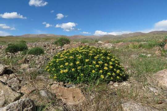 Image of stonecrop