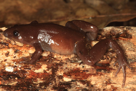 Image of Gastrophrynoides borneensis (Boulenger 1897)