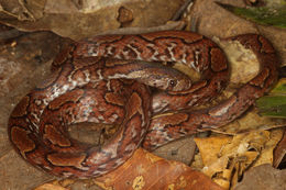 Image of Ringed Kukri Snake