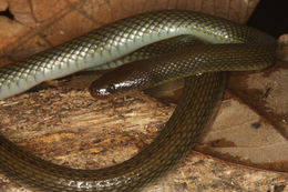 Image of Olive Mountain Keelback