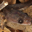Image of Borneo Red Snake