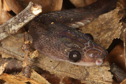 Image of Borneo Red Snake