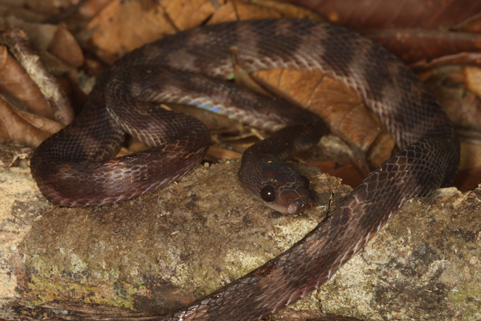 Image of Borneo Red Snake