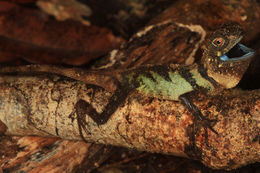 Image of Phoxophrys nigrilabris (Peters 1864)