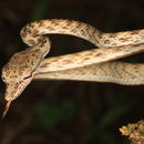 Image of Speckle-headed Vine Snake