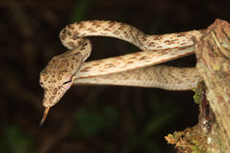 Image of Speckle-headed Vine Snake