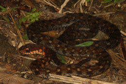 Image of Sarawak Keelback