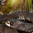Image of Smooth Slug Snake