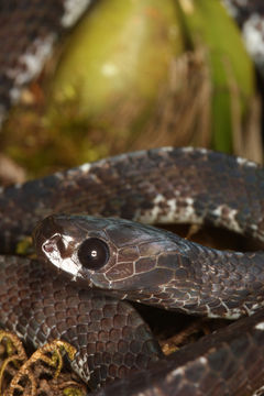 Image of Smooth Slug Snake