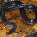 Image of Schmidt's Reed Snake