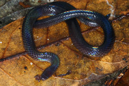 Image of Schmidt's Reed Snake