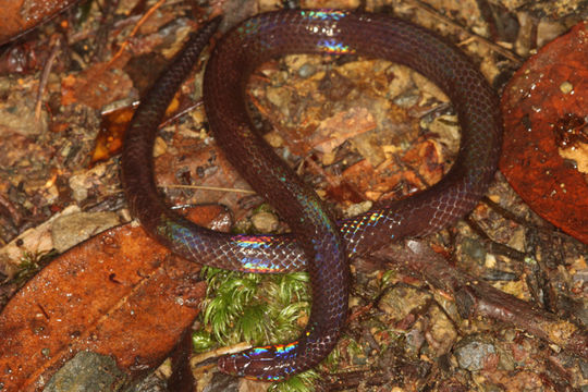 Image of Cantor's Dwarf Reed Snake