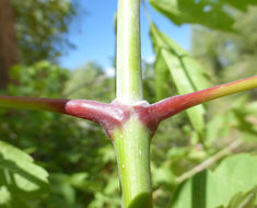 Image of Box Elder