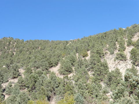 Image of singleleaf pinyon