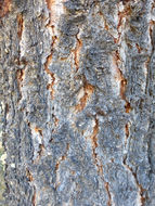 Image of singleleaf pinyon