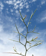 Image of thorn skeletonweed