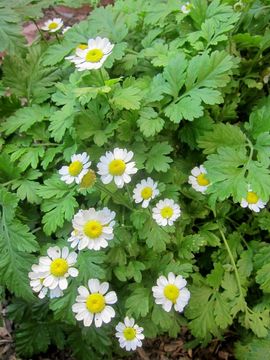 Image of feverfew