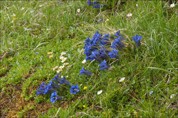 Image of Gentiana clusii Perr. & Song.