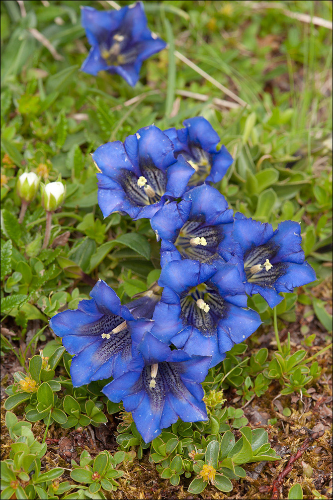 Image of Gentiana clusii Perr. & Song.