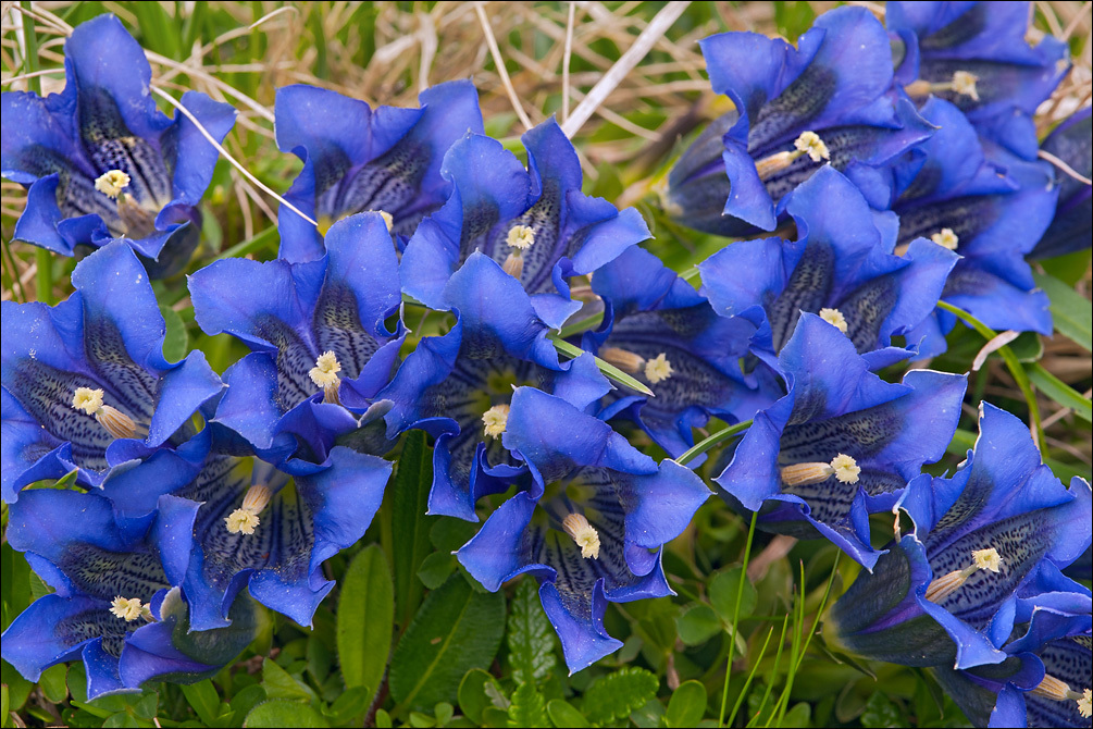 Image of Gentiana clusii Perr. & Song.