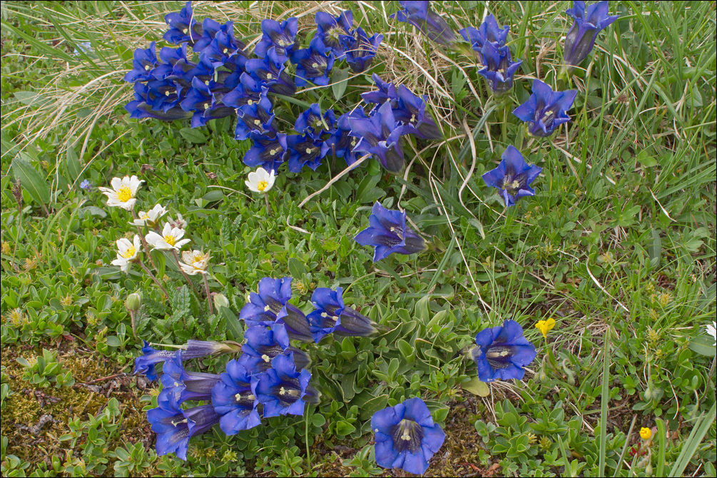 Image of Gentiana clusii Perr. & Song.