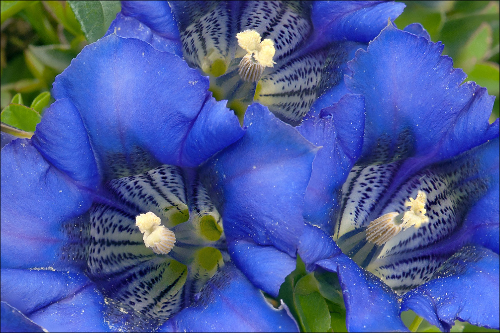 Image of Gentiana clusii Perr. & Song.