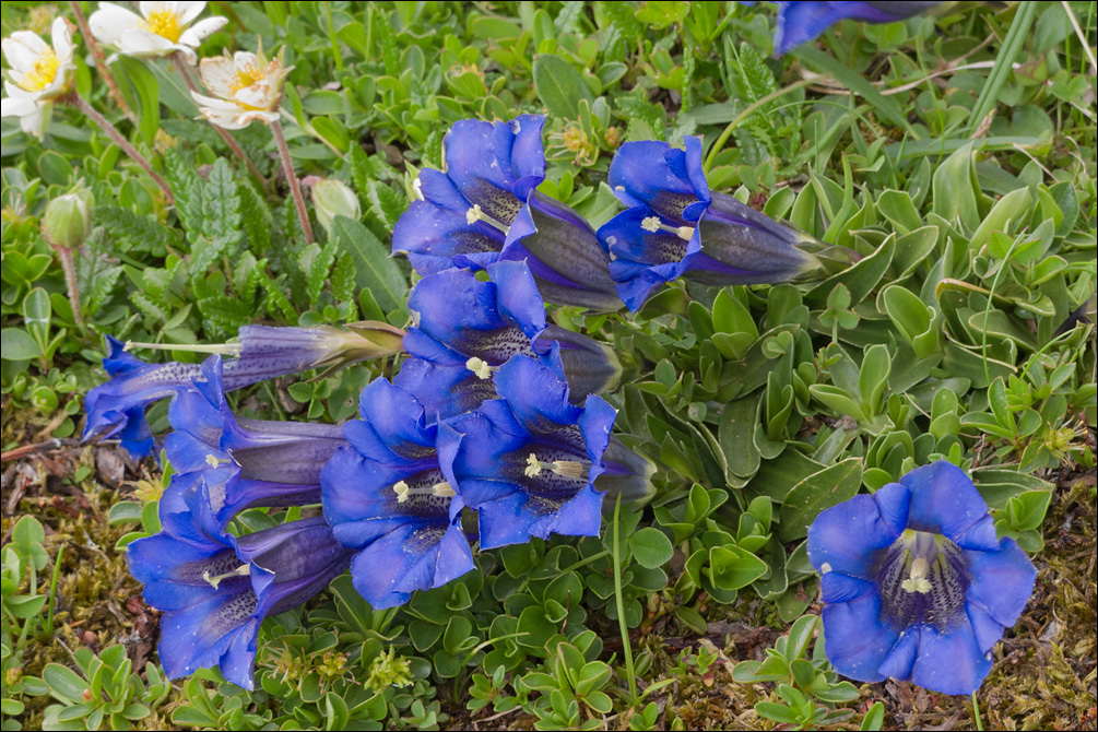 Image of Gentiana clusii Perr. & Song.