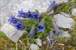 Image of Gentiana clusii Perr. & Song.