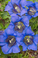 Image of Gentiana clusii Perr. & Song.