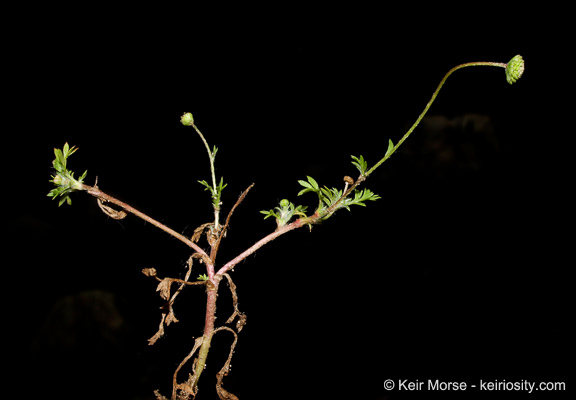 Image de Cotula australis (Sieber ex Spreng.) Hook. fil.