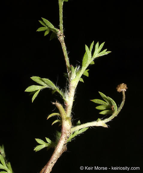 Image de Cotula australis (Sieber ex Spreng.) Hook. fil.