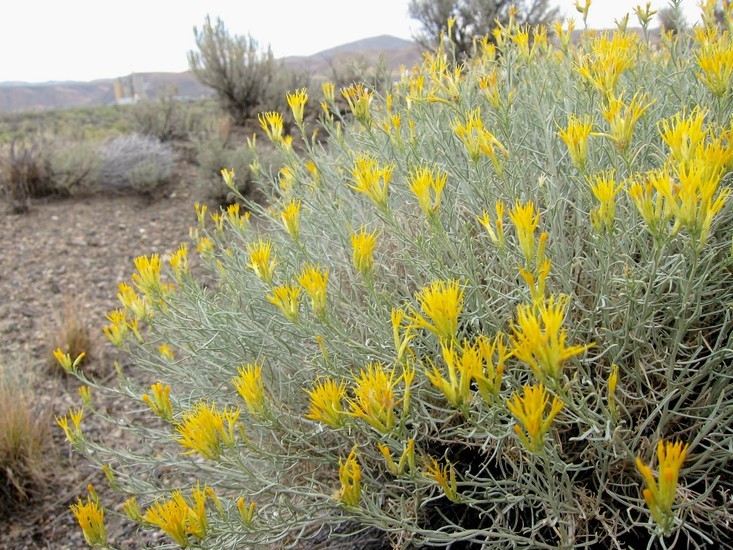 Imagem de Ericameria nauseosa (Pall. ex Pursh) G. L. Nesom & G. I. Baird