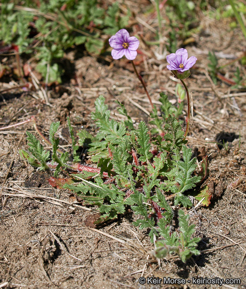 Imagem de Erodium botrys (Cav.) Bertol.