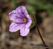 Imagem de Erodium botrys (Cav.) Bertol.