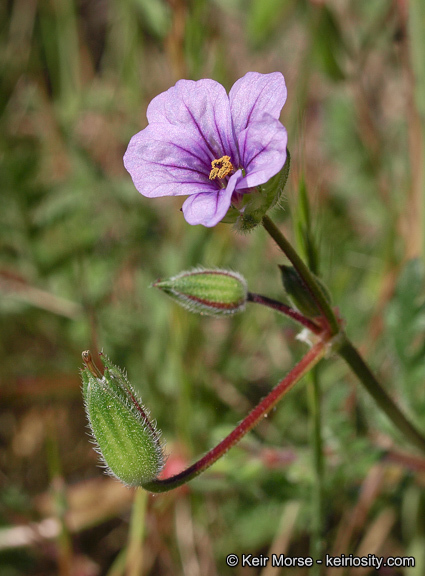 Imagem de Erodium botrys (Cav.) Bertol.