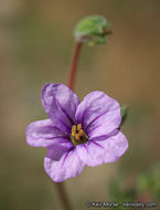 Imagem de Erodium botrys (Cav.) Bertol.