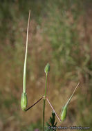 Imagem de Erodium botrys (Cav.) Bertol.