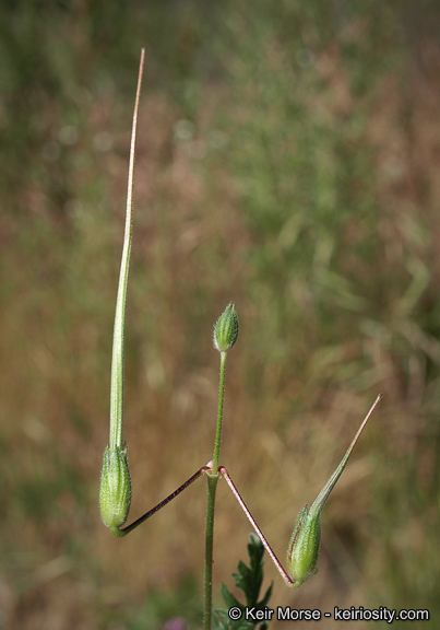 Imagem de Erodium botrys (Cav.) Bertol.