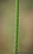 Imagem de Erodium botrys (Cav.) Bertol.