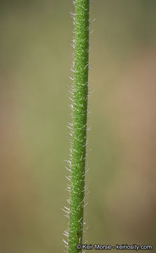 Imagem de Erodium botrys (Cav.) Bertol.