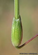 Imagem de Erodium botrys (Cav.) Bertol.