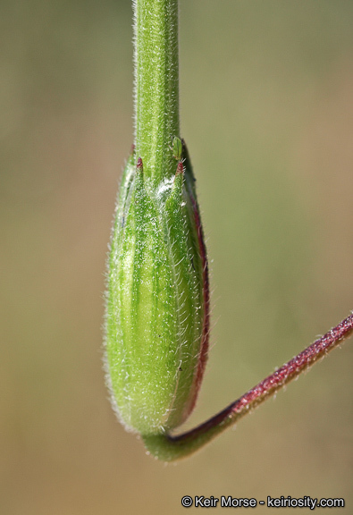 Imagem de Erodium botrys (Cav.) Bertol.