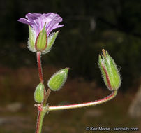 Imagem de Erodium botrys (Cav.) Bertol.