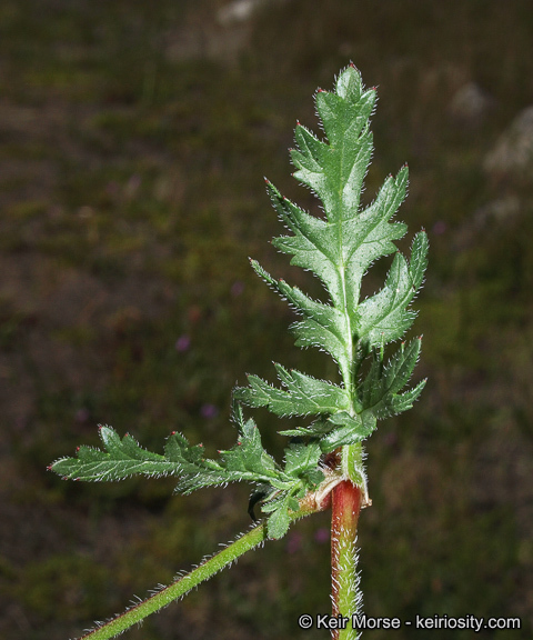 Imagem de Erodium botrys (Cav.) Bertol.