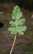 Imagem de Erodium botrys (Cav.) Bertol.