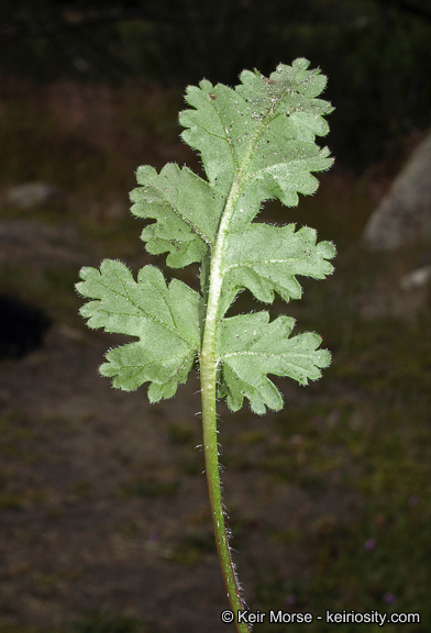 Imagem de Erodium botrys (Cav.) Bertol.