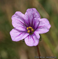 Imagem de Erodium botrys (Cav.) Bertol.