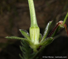 Imagem de Erodium botrys (Cav.) Bertol.