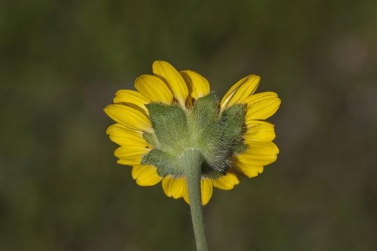 صورة Lasianthaea podocephala (A. Gray) K. M. Becker